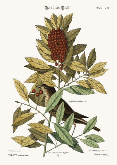 Die kleine Drossel, 1749-73 von Mark Catesby